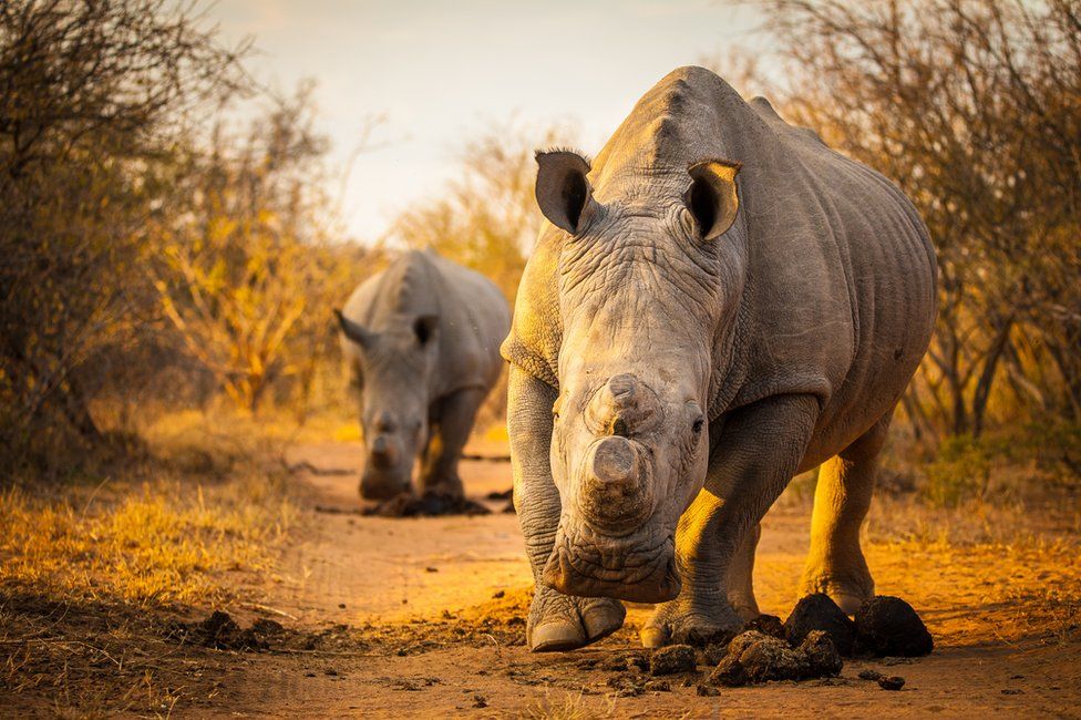 A pair of white rhinos
