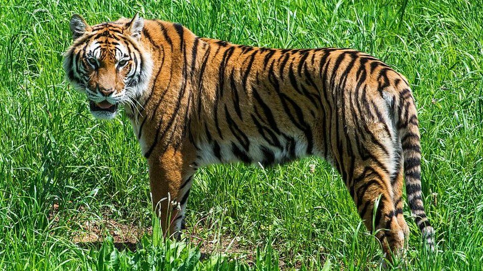 Tiger populations grow in India and Bhutan - BBC News