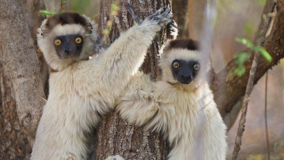Two white Sifaka lemurs hugging a large tree trunk in order to keep cool in Madagascar.