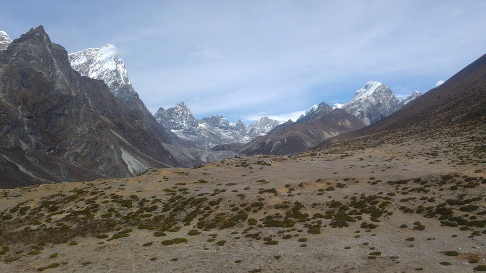Shrubs and grasses in the Khumbu valley of Everest region
