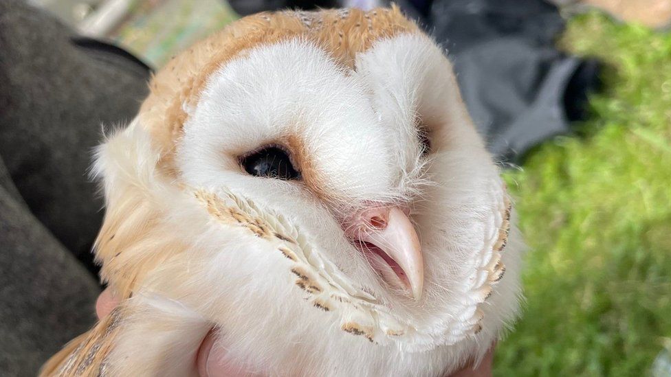 barn owl eye