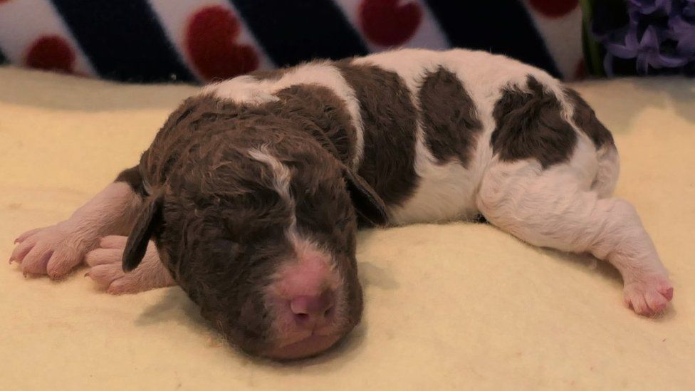 ondernemer Vlieger vorst Rare Wetterhoun puppies born in Dorchester in UK first - BBC News