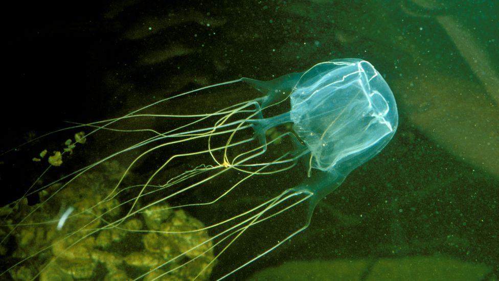 The Australian box jellyfish