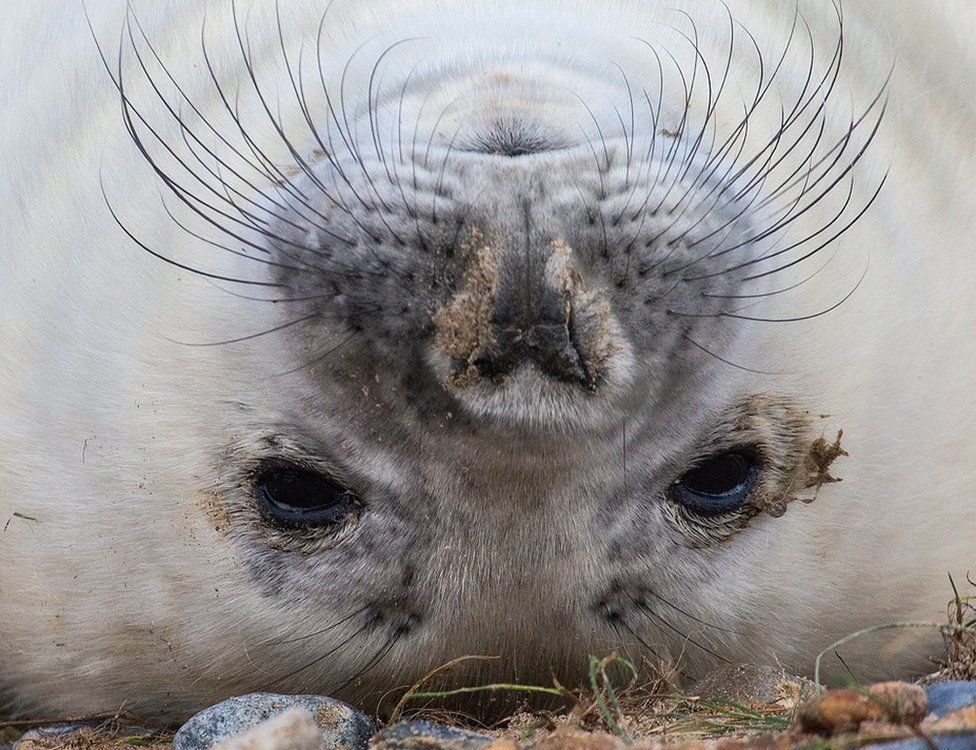 Blakeney seal pup drop is 'good news' for reserve BBC News