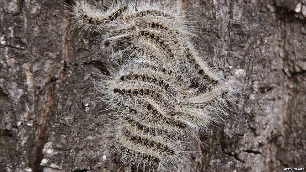 A nest of oak processionary caterpillars