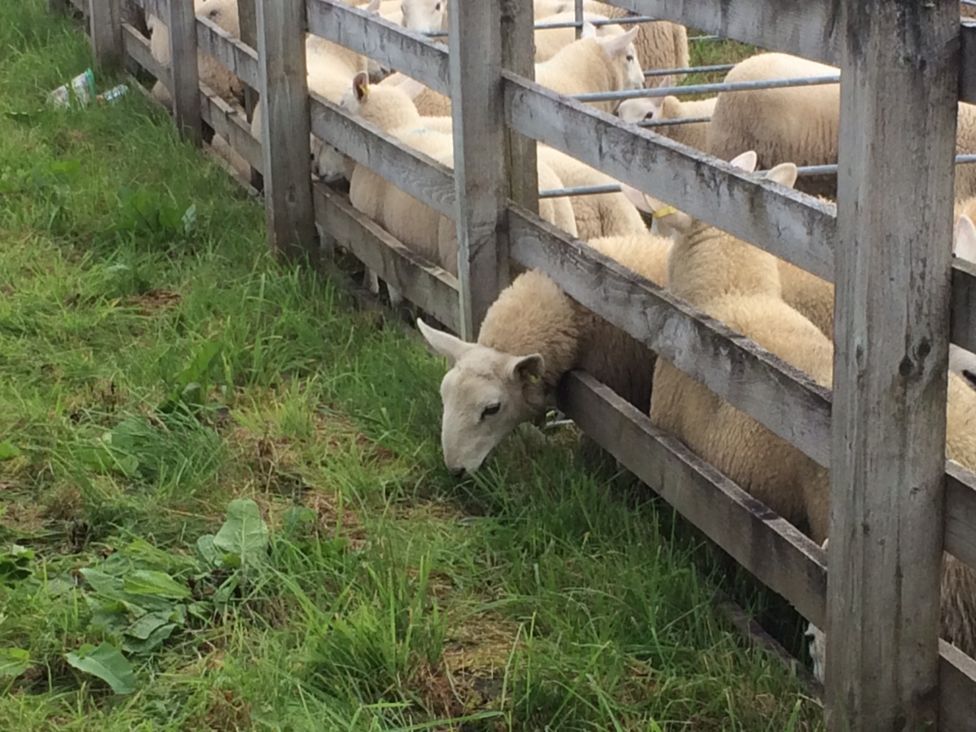 Lairg sheep sales