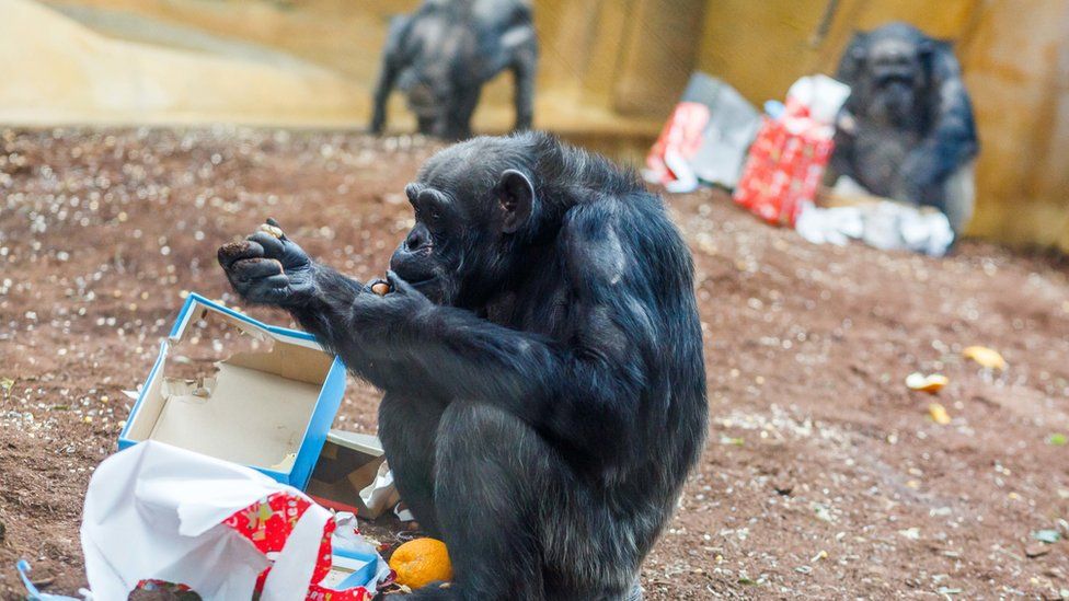 A chimpanzee unwraps a gift in a zoo. It's torn open some festive wrapping paper.