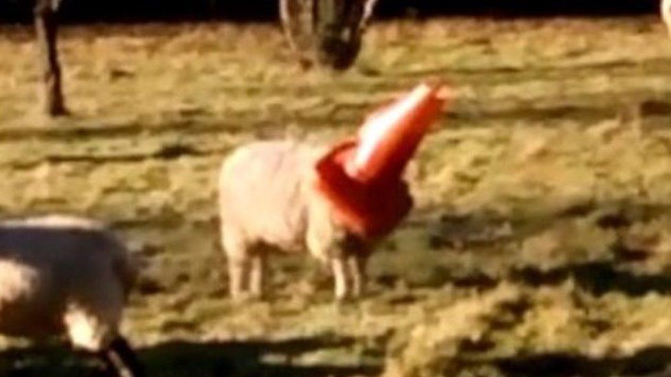 Sheep with cone on head