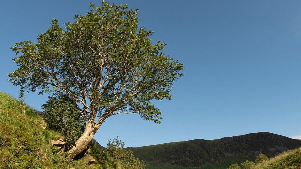Tree of the Year Scots rowan to represent Great Britain in European