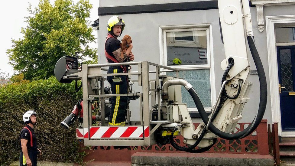 Puppy in the arms of fireman as it is rescued