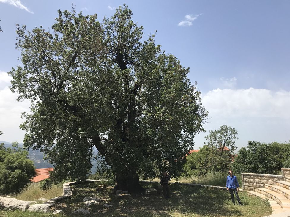 Baabdat oak tree