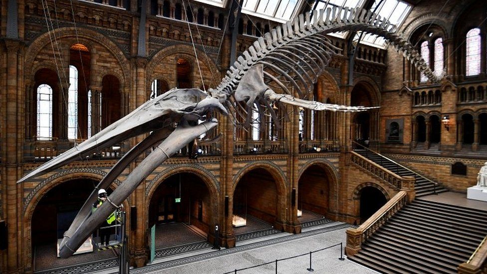 The Natural History Museum