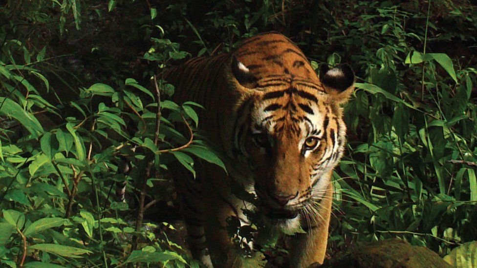 Indochinese tiger, eastern Thailand