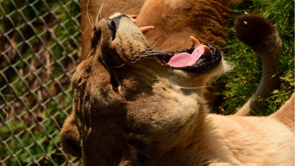 A lion with its mouth open from Africa Live, in Kessingland, Suffolk