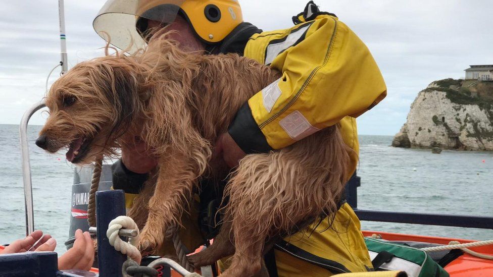 Dog survives 100ft fall off Isle of Wight cliff BBC News