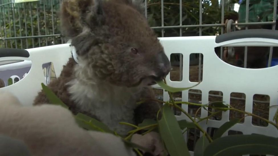 Australia's Fires 'killed Or Harmed Three Billion Animals' - BBC News