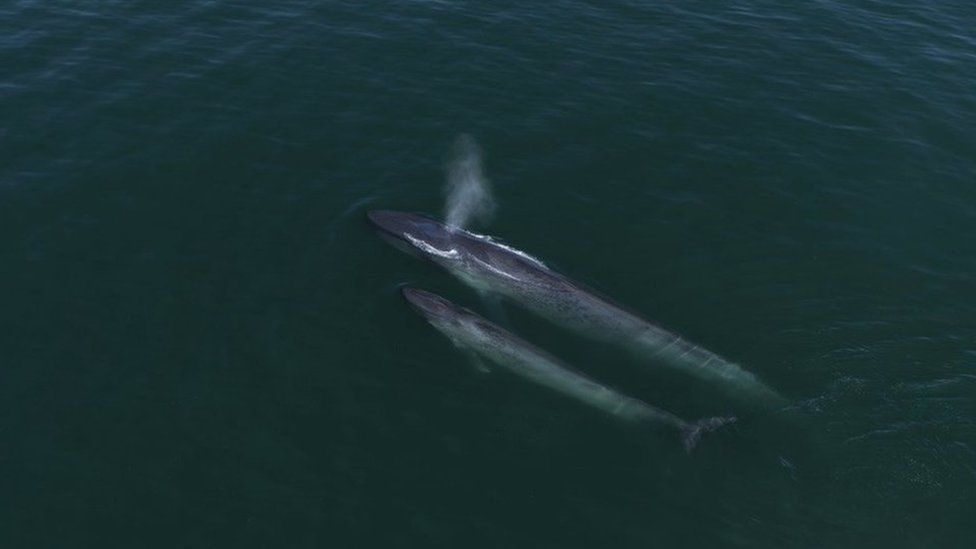 Blue whale mother and calf