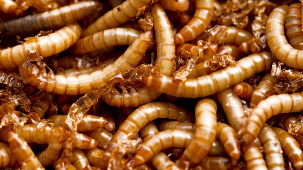 Eating insects 'as good for you as orange juice', suggests study - BBC ...