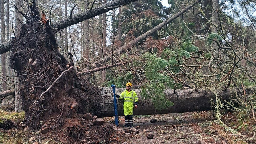 tree fallen