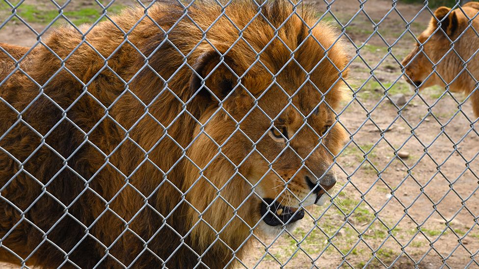 A lion in an enclosure at a Quebec zoo