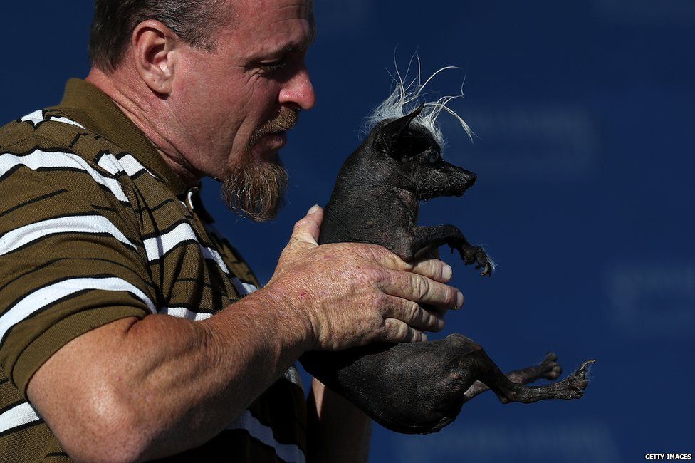 chinese-crested-chihuahua-17-year-old-sweepee-rambo-is-named-world-s