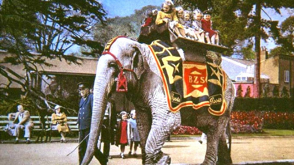 Elephant ride at the zoo