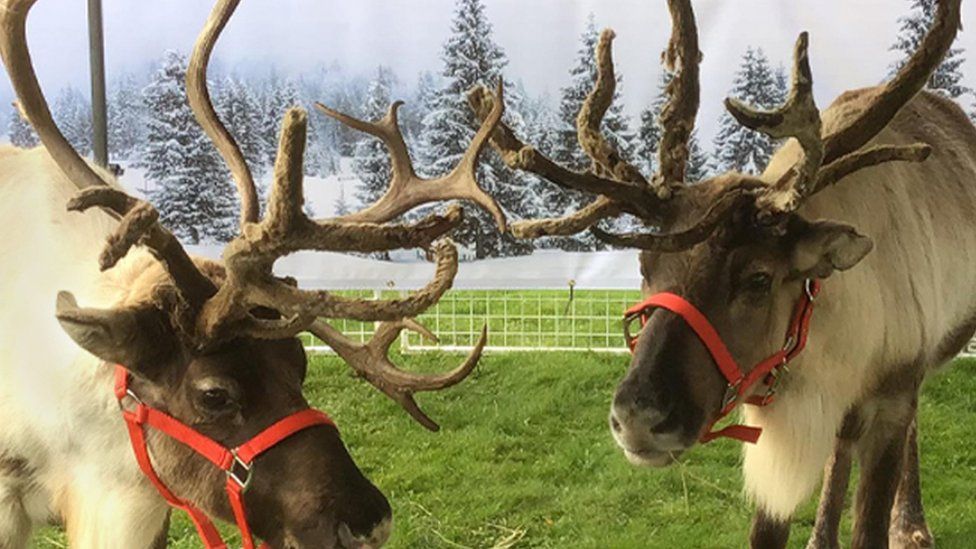 two reindeer
