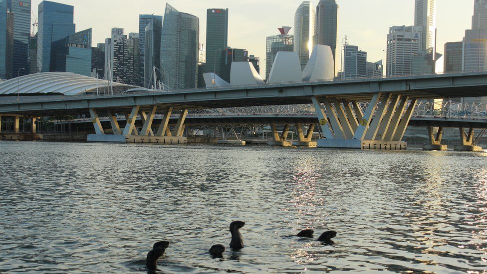 Otters poking out of the water; the Singapore financial district in the background