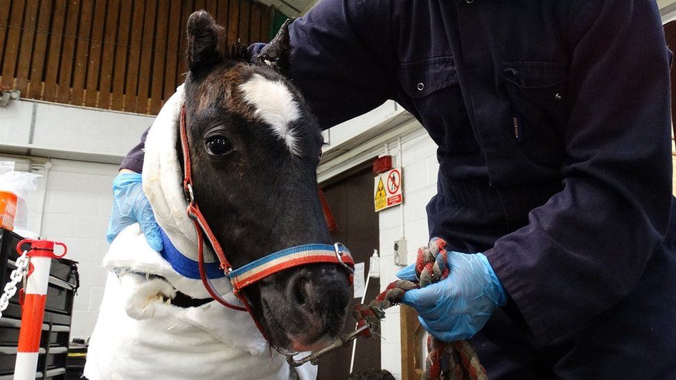 Phoenix the foal with bandages on his body