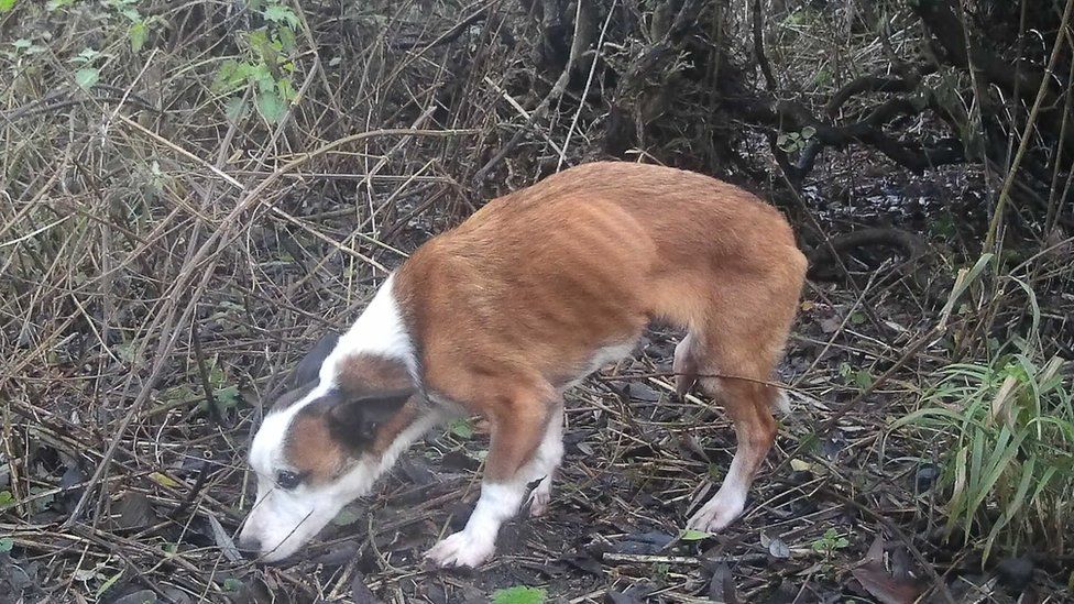 Benny looking hungry, brown and white fur, sniffing the ground at Lackford Lakes.