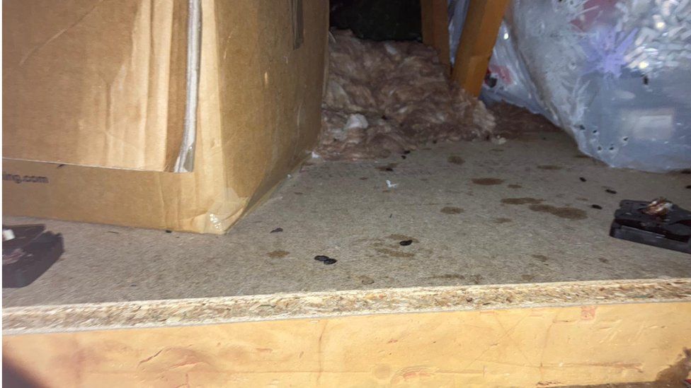 rat droppings in attic