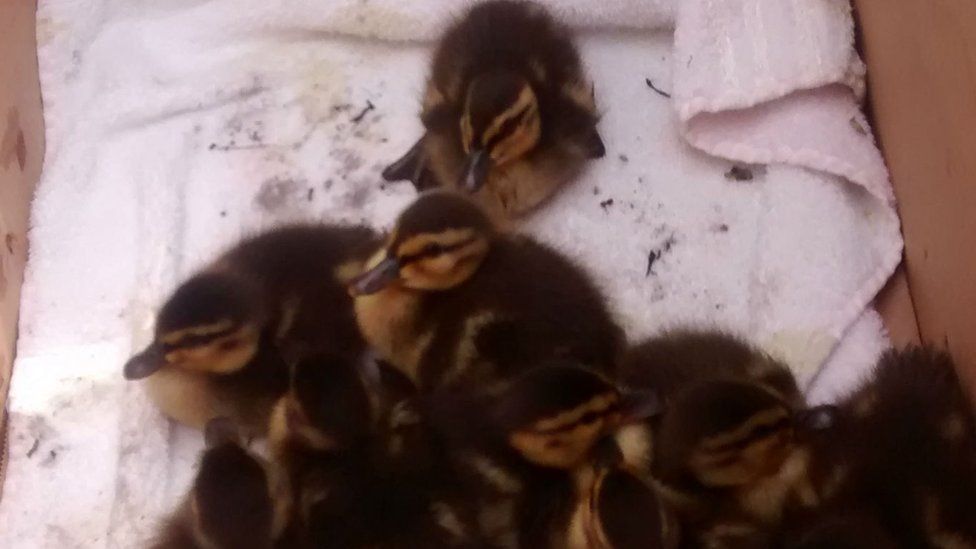 Ten ducklings in a cardboard box. They are sitting on a white towel.