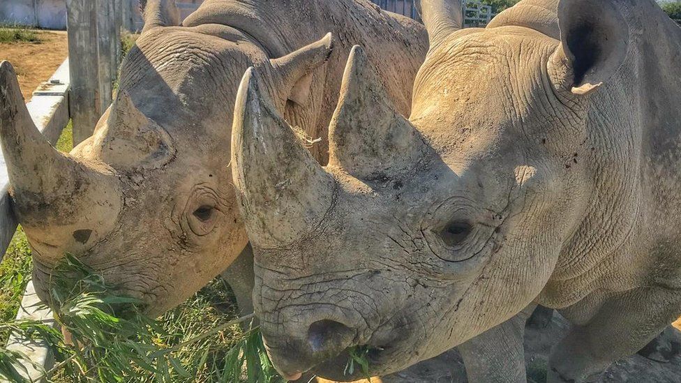 Eastern black rhinos Dakima and Nkosi