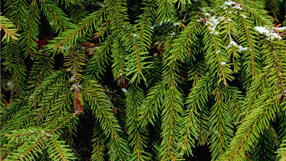 Why do we have Christmas trees? - BBC Newsround