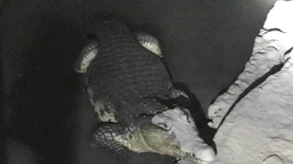Crocodile found by police in St Petersburg basement