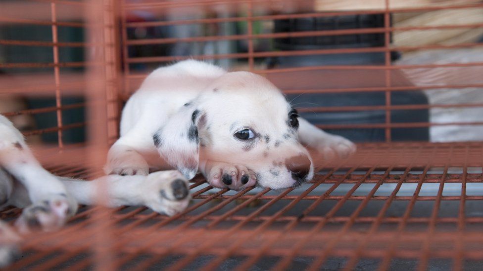 Stock image of a puppy in a cage