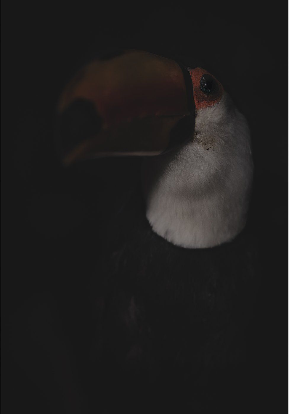 A stuffed dead toucan bird