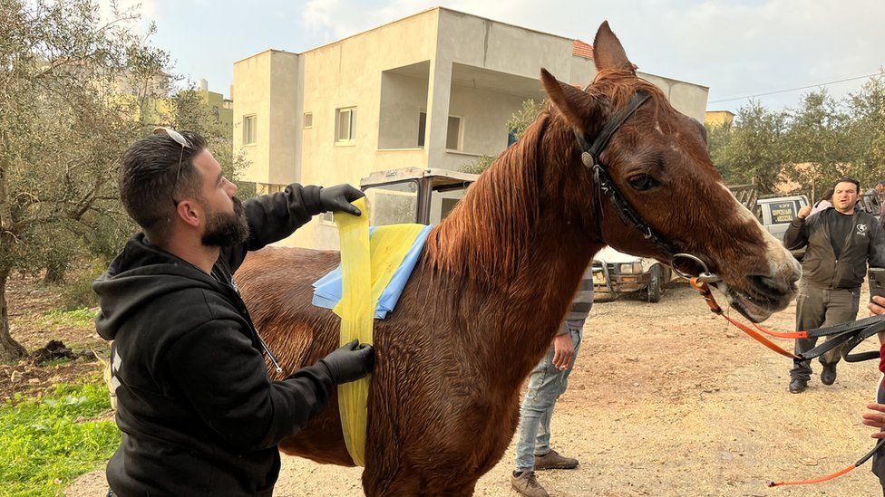 Veterinarian Dr Rakan Silous bandages a horse with a saddle sore
