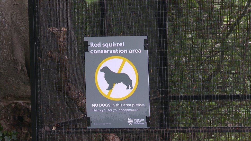 Red Squirrels Breeding In Carnfunnock Country Park - Bbc News