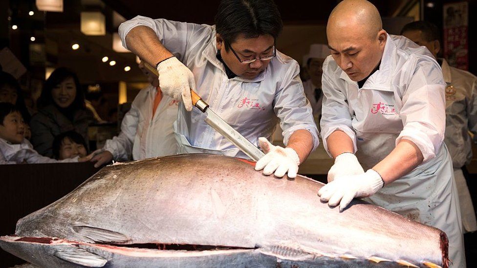 Two men cut into a massive tuna