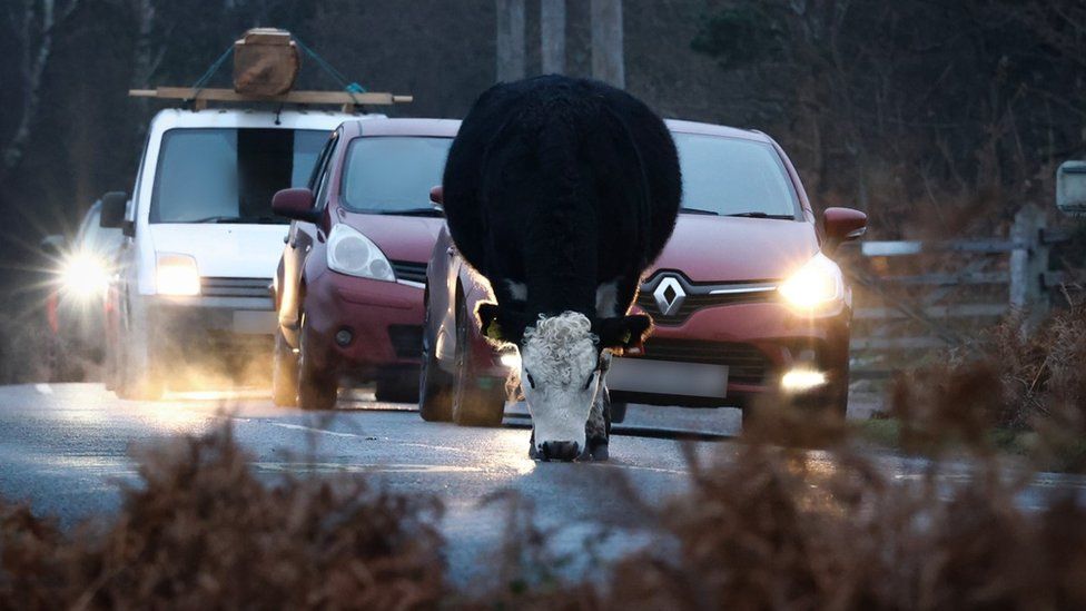 Cow on road