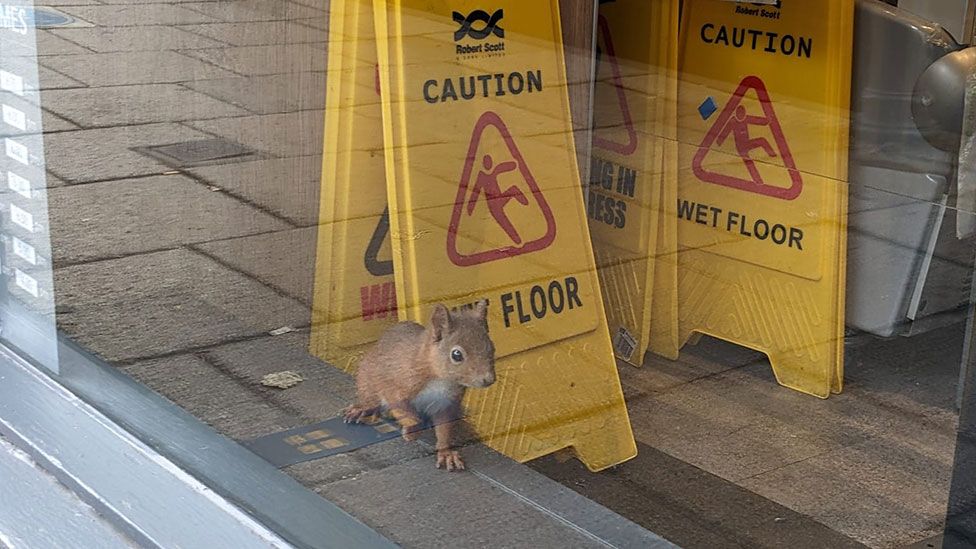 Squirrel in Greggs