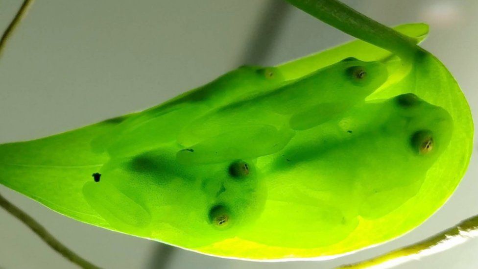 Glass frogs sleeping on leaves turn transparent to hide from predators