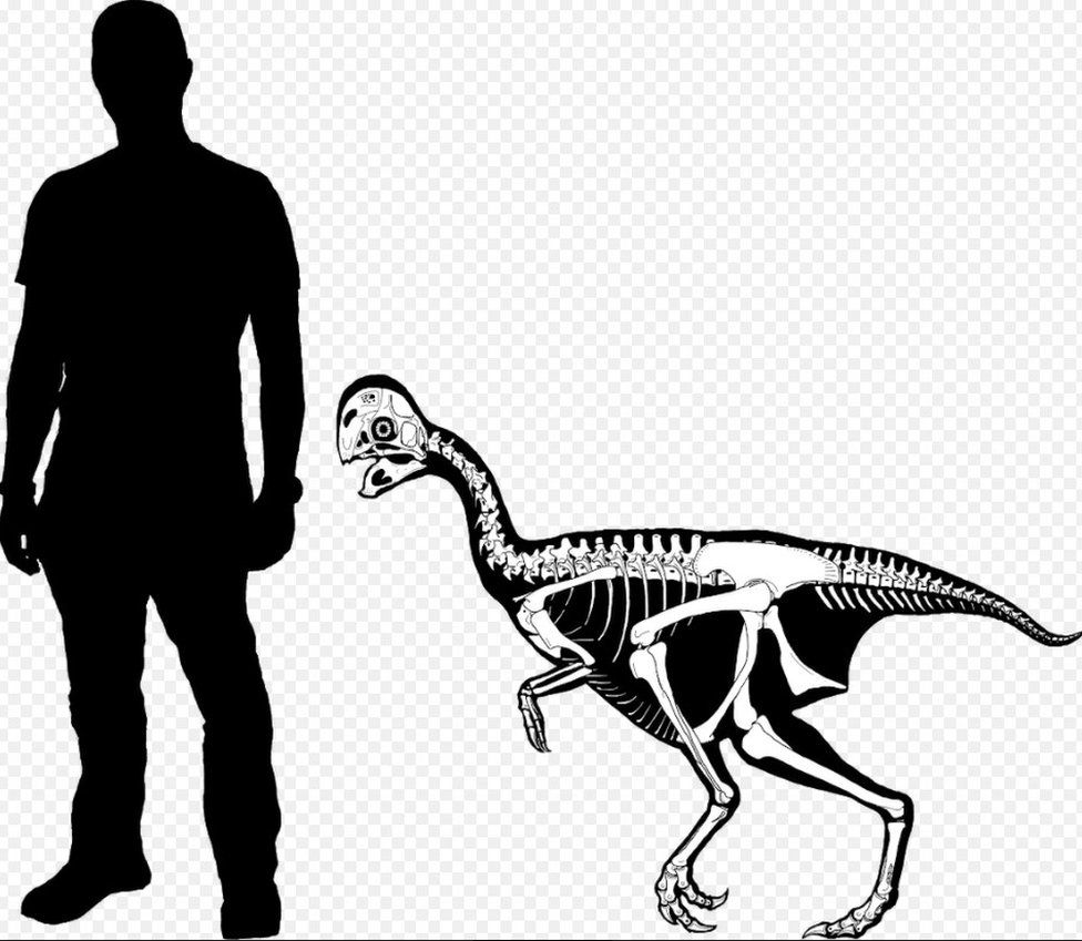 Scale of dinosaur