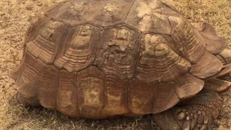 Nigeria's royal tortoise said to have lived to the age of 344 in Oyo state  - BBC News