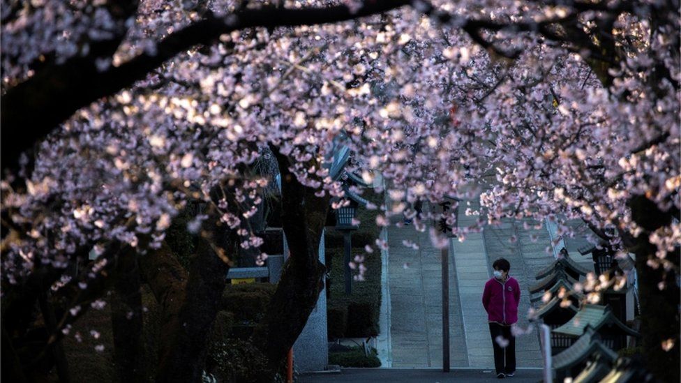 Japan's economy to bloom as <i>hanami</i> season kicks off - The Japan Times