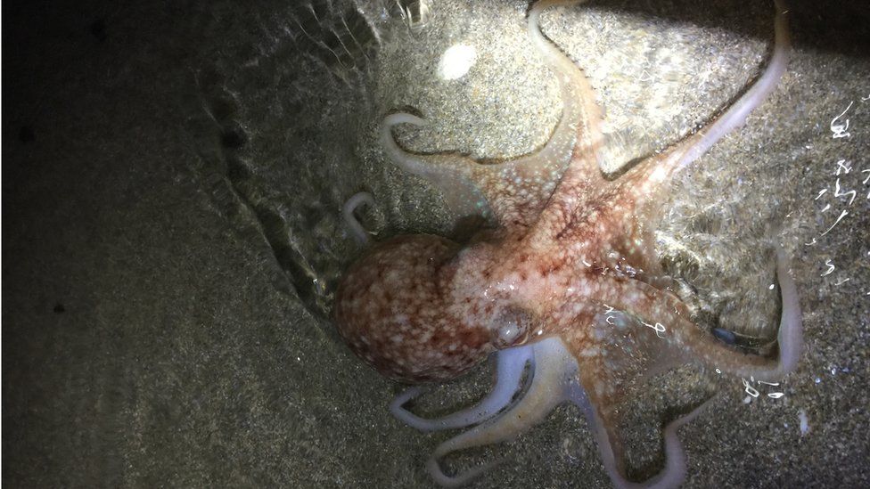 Group of octopuses spotted on Ceredigion beach BBC News