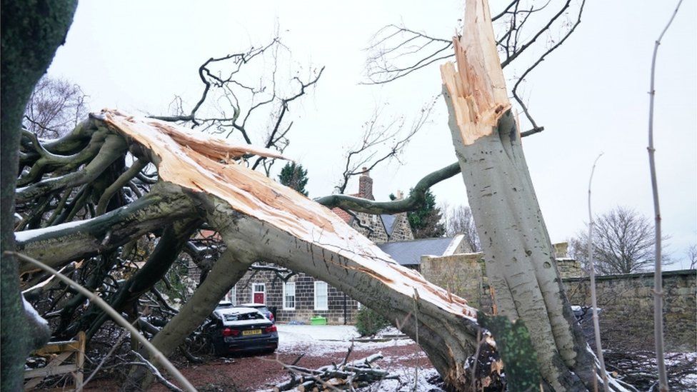 Fallen tree in North Tyneside