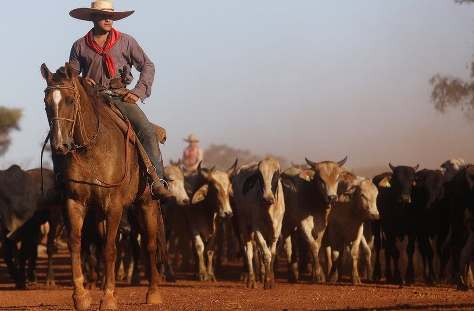 Amazonian cowboy leading cattle