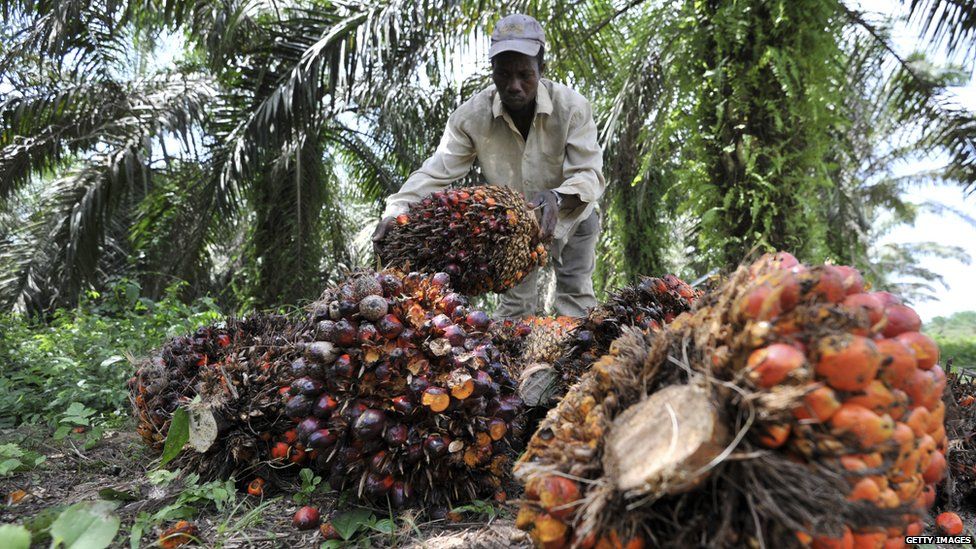 A labourer gathers freshly cut palm fruits to be used in making palm oil, at a plantation run by an Ivory Coast palm oil research centre, in Alame, near Abidjan, 8 June 2013.